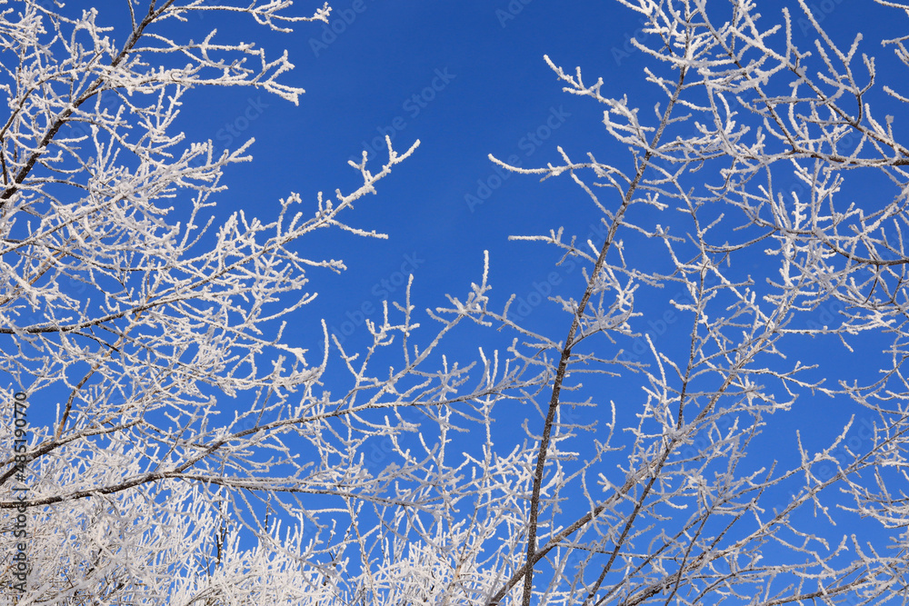 custom made wallpaper toronto digitalsnow covered branches
