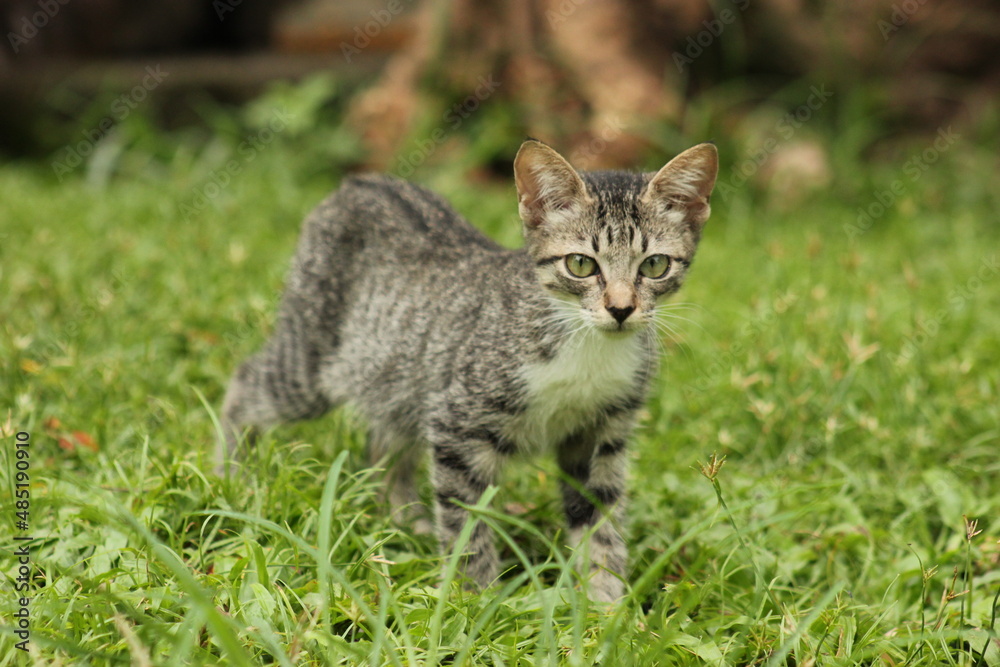 Cat in the grass Cat in the grass