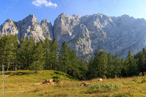 Viewpoint to Vršič Pass, eating cattle and mountains in the background, Slovenia