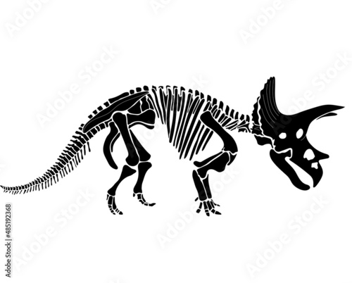 Triceratops dinosaur graphic skeleton on white background, vector triceratops. © Inna