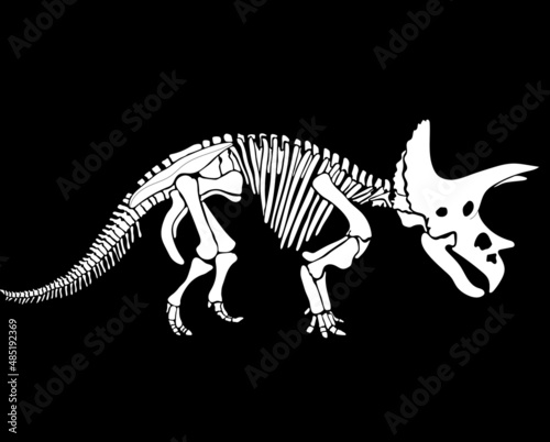 Set of Triceratops dinosaur graphic skeleton on white background, vector triceratops.