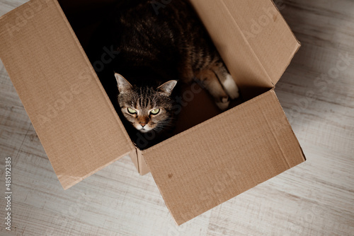 cat with green eyes lies in a cardboard box on the floor. High quality photo