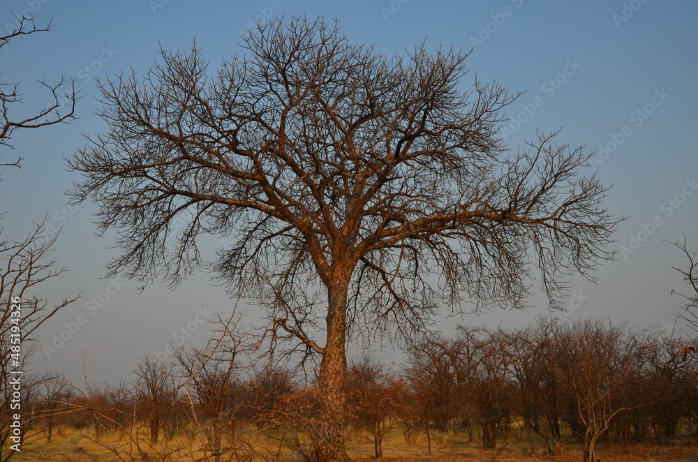 Baobab tree near Gweta, Botswana