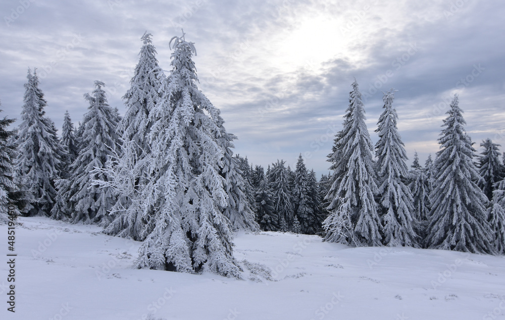 snowy winter forest in Germany - snow covered trees