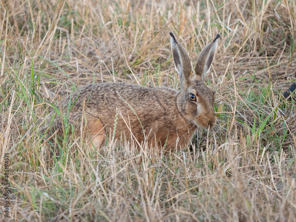 Fototapeta premium Feldhase