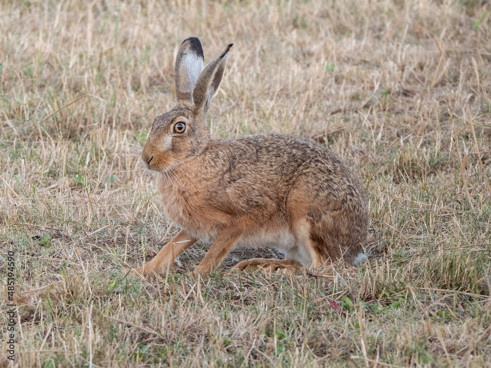Fototapeta premium Feldhase
