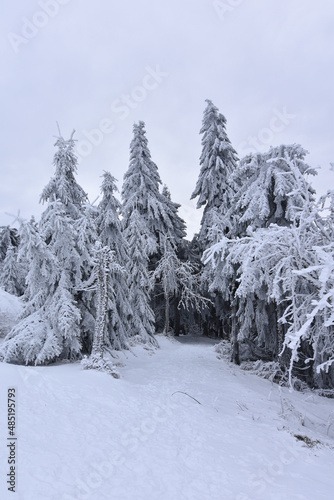 snow covered spruces in a beautiful winter forest