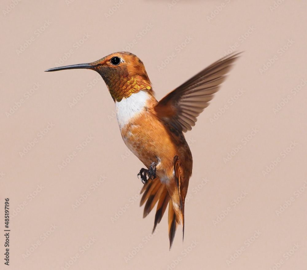 Fototapeta premium Hummingbird in Flight