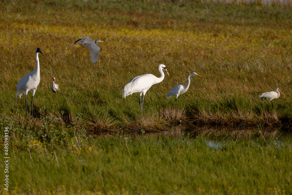 Fototapeta premium Critically Endangered Whooping Crane in Aransas National Wildlife Refuge 