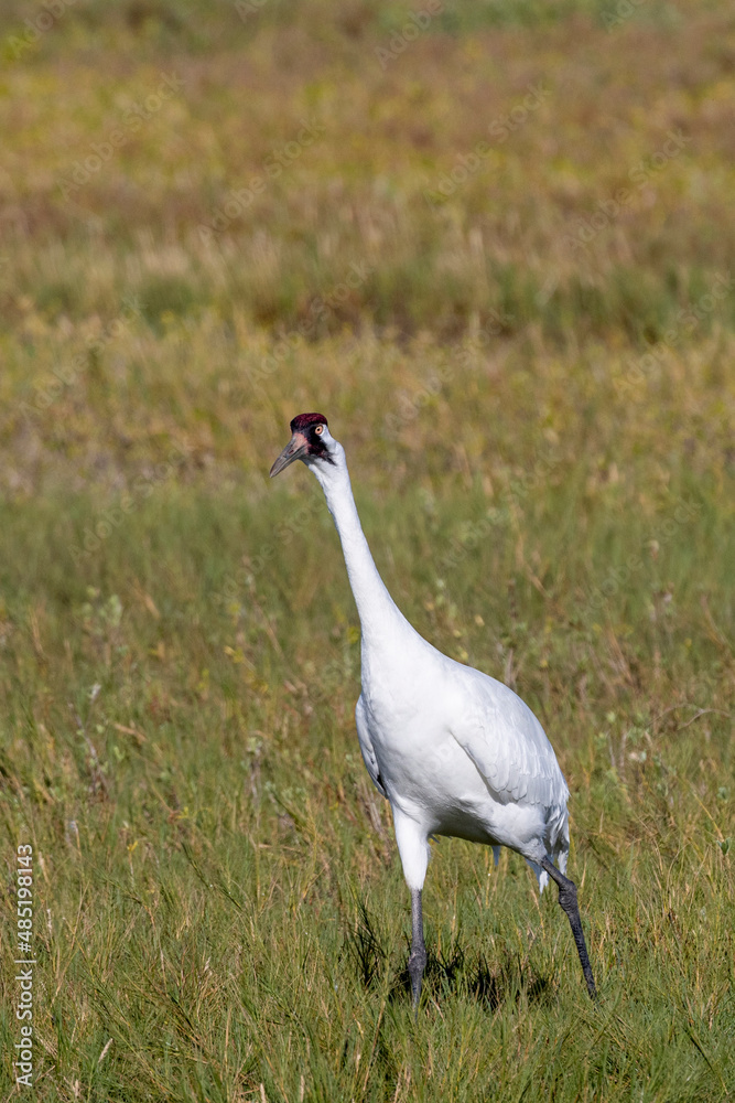 Fototapeta premium Critically Endangered Whooping Crane in Aransas National Wildlife Refuge 