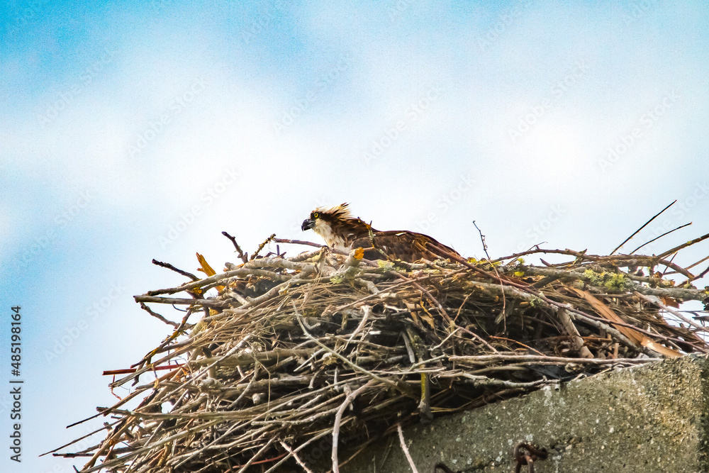 Osprey sitting in nest in Chambers Bay park Osprey sitting in nest in Chambers Bay park
