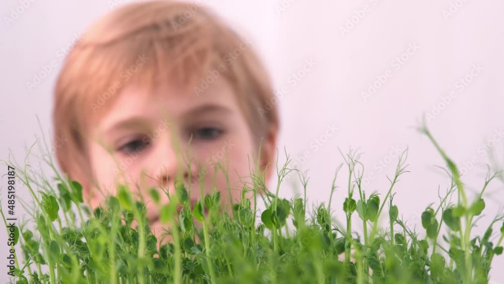The child examines the young shoots of plants. Then gently touches the plants. The concept of love for the surrounding nature. a generation of environmentally sound children. Selective focus. The child examines the young shoots of plants. Then gently touches the plants. The concept of love for the surrounding nature. a generation of environmentally sound children. Selective focus.