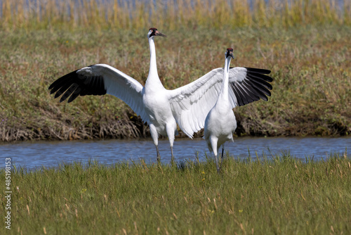 Critically Endangered Whooping Crane in Aransas National Wildlife Refuge 	
 photo