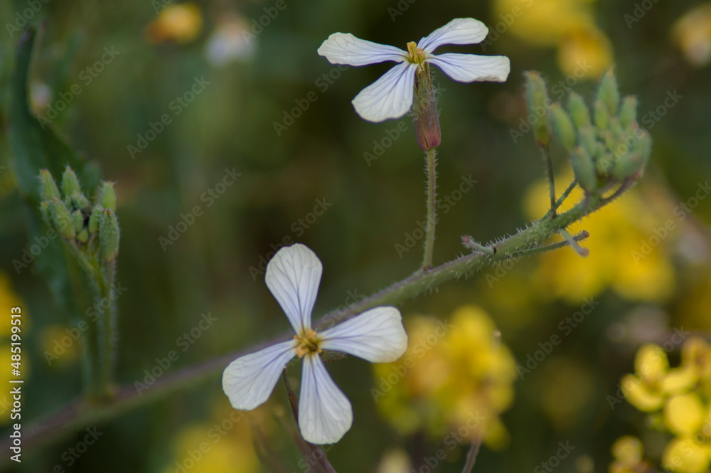 Fototapeta premium flores y plantas en la naturaleza