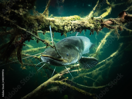Photos A catfish rests between the branches of a tree that has fallen into the water