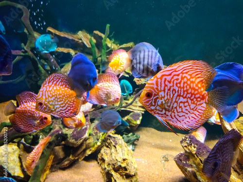 Coral reef and fishes in sea. Underwater life