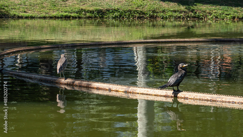 The black heron, Nycticorax nycticorax and the neotropical cormorant, Nannopterum brasilianus are together in the lake tube at Campo de São Bento in Icarai, Niterói, RJ, Brazil. photo