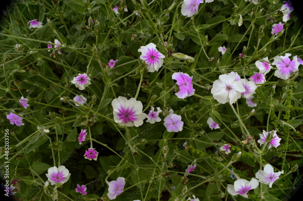 flores y plantas, en la naturaleza, españa, 