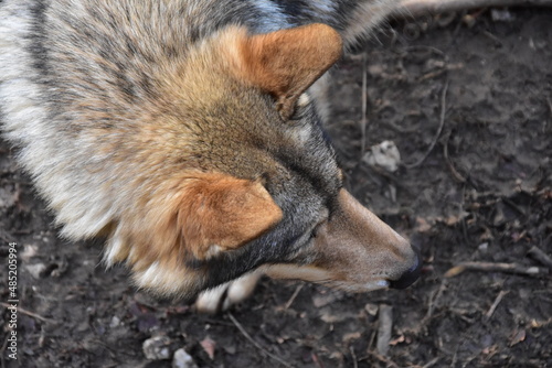 Wolf Nahaufnahme von oben