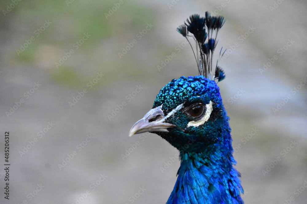 Pfau Kopf Nahaufnahme Blickrichtung links Pfau Kopf Nahaufnahme Blickrichtung links
