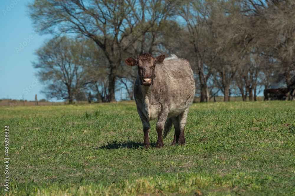 Cows fed with natural grass in pampas countryside, Patagonia, Argentina. Cows fed with natural grass in pampas countryside, Patagonia, Argentina.