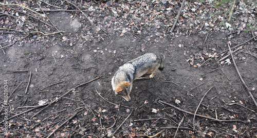 Wolf von oben umgeben von Ästen und Laub
