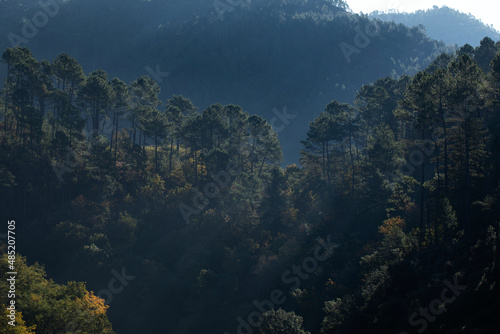 Forêt de pins sur la crête d'une montagne des vallées cévenoles dans la lumière automnale. France.