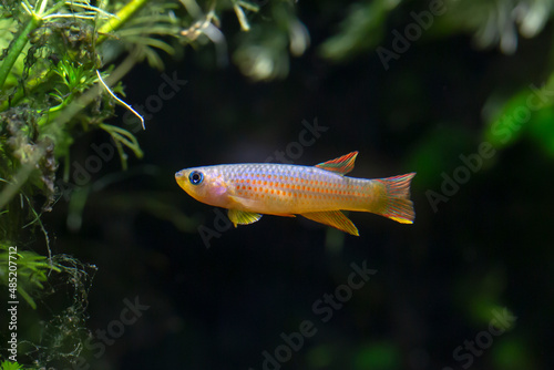 Red Striped Killifish - Aphyosemion striatum photo