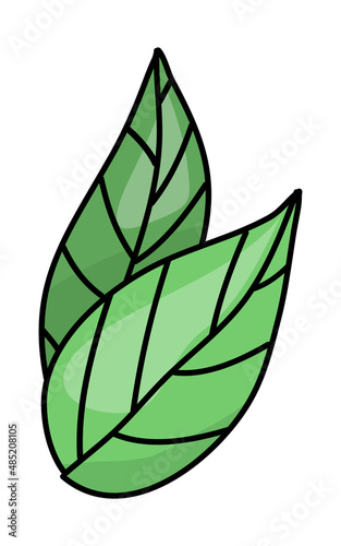 drawing of green leaf on white background. Vector illustration