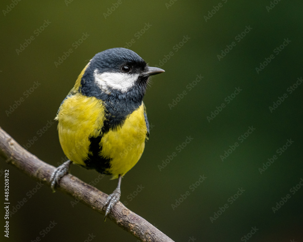 Obraz premium Parus major