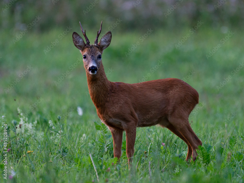 Red deer Red deer