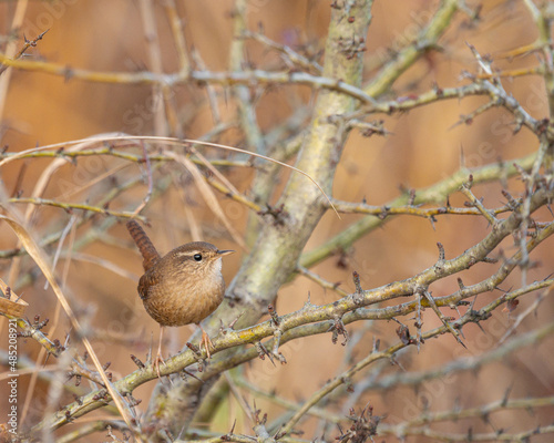 Small bird