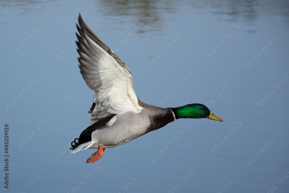 Obraz premium duck in the water