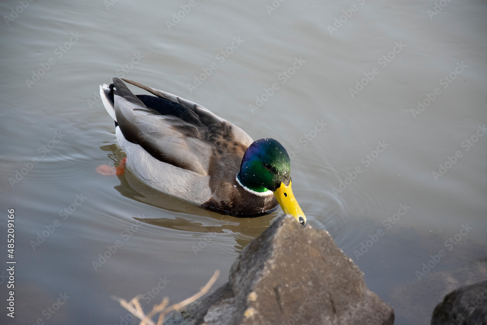 Obraz premium duck in the water