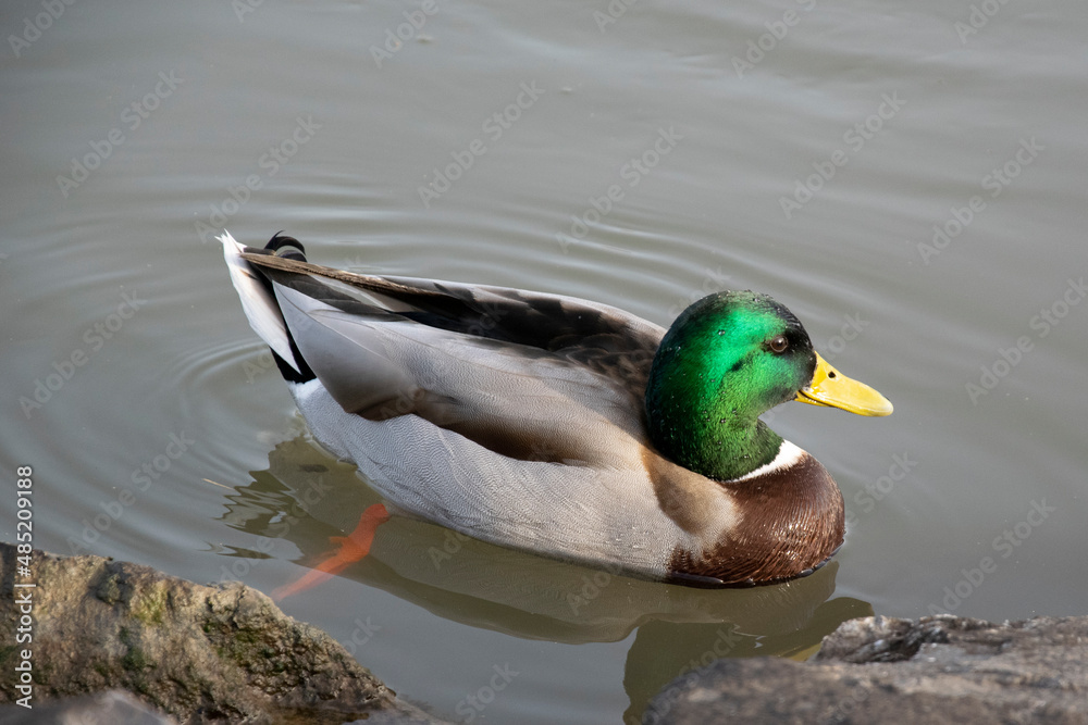 Fototapeta premium duck on the water
