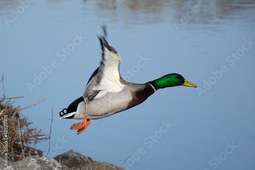 duck flight