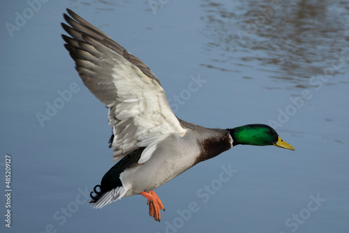 duck flight