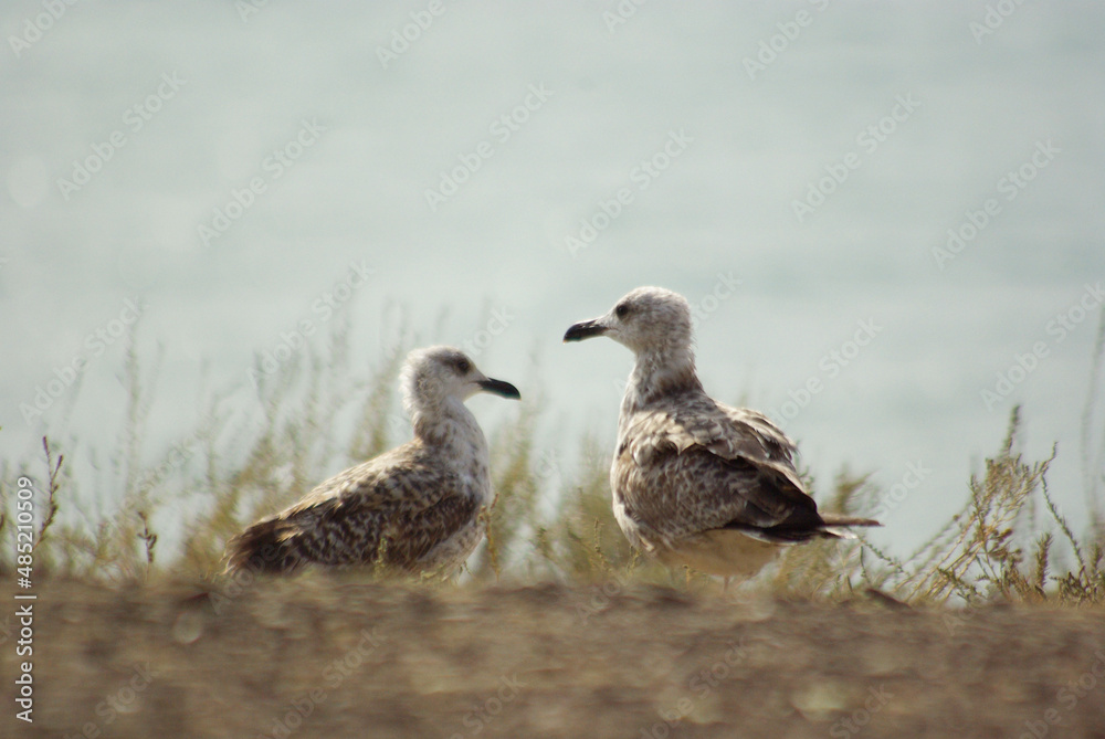 Fototapeta premium Two young european herring gulls at the dry seashore