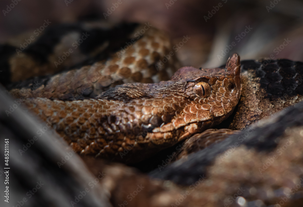Obraz premium close up of a snake with eyes open