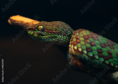 close up of a snake with eyes open