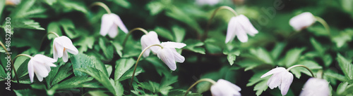 Wildflowers floral background, wide banner size, Anemone nemorosa flowers in spring forest