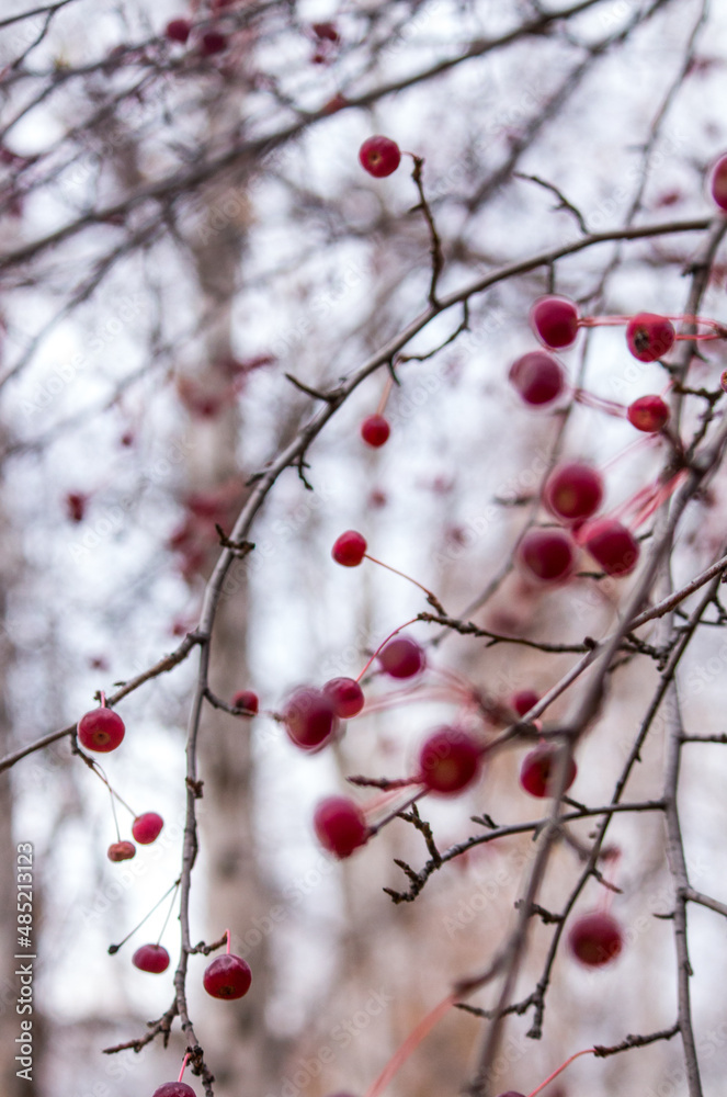 beautiful rowanred, red berries on branches  in winter with snow on white background in a forest