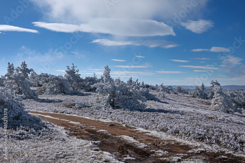 Plateau montagneux dans le givre et le soleil d'hiver avec des sapins enneigés et chemin gelé au sommet de la montagne. Cévennes France.