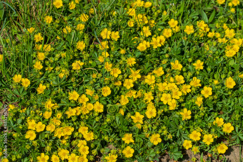 Blutwurz mit gelben Blüten auf einer Wiese