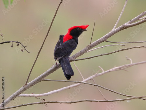 Helmeted Manakin - Antilophia galeata - Soldadinho photo