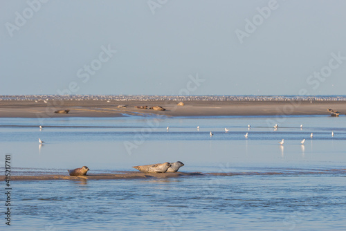 Phoque se reposant en cote d'opale ( Berck)