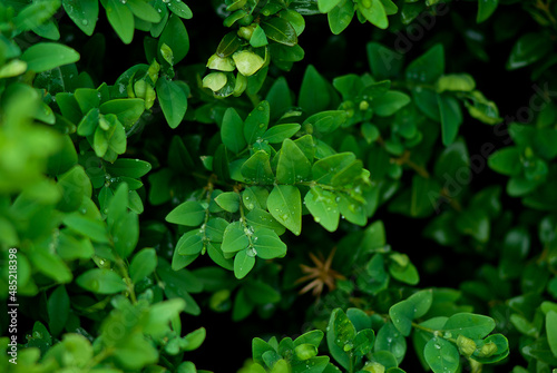 Wallpaper Mural green leaves Torontodigital.ca