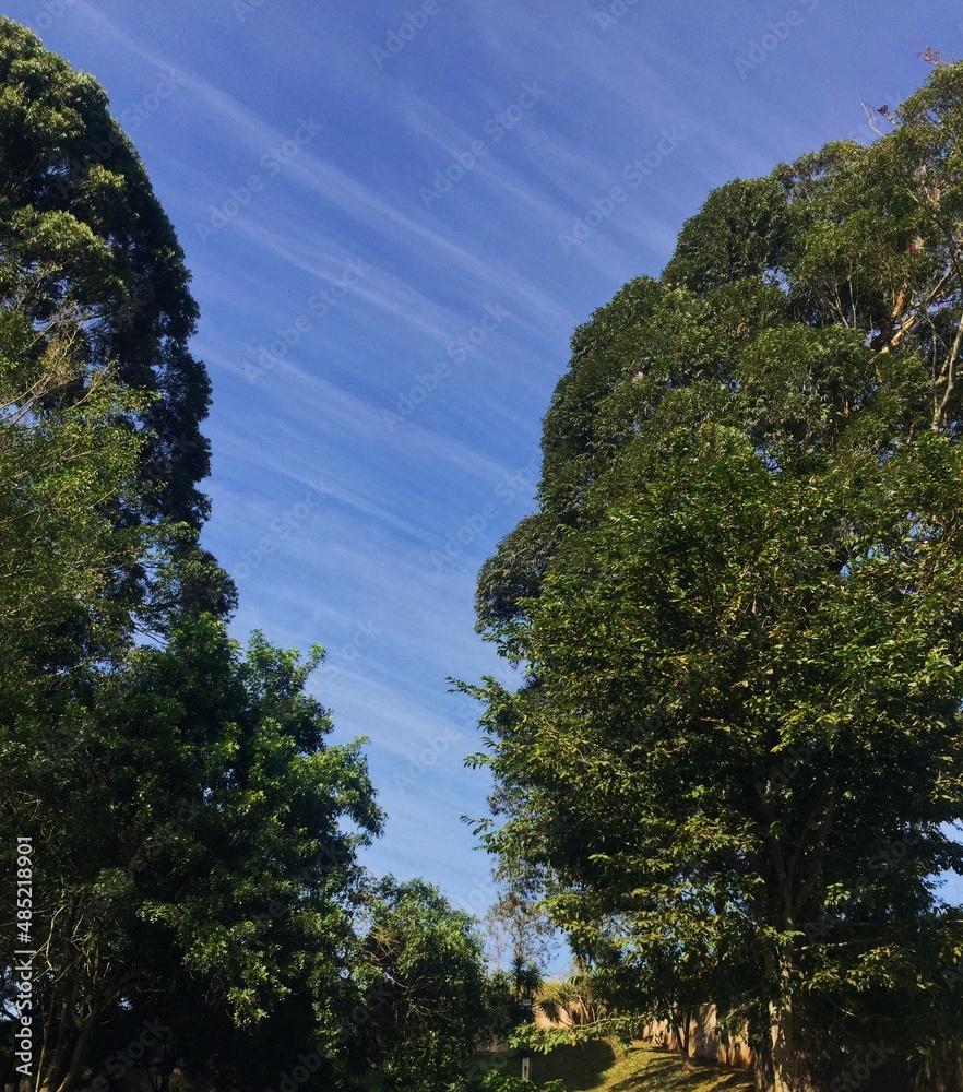 Obraz premium Tree and sky.