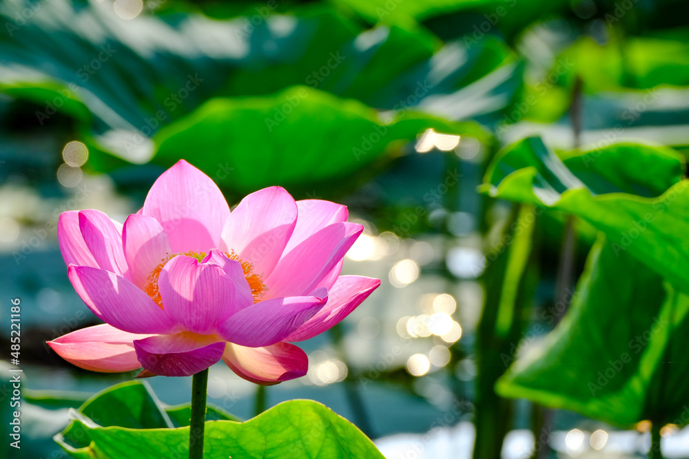 Obraz premium 清らかな心