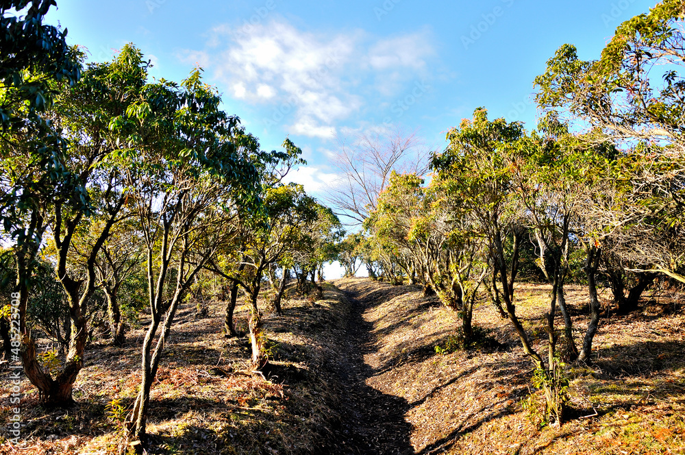 丹沢山地のシダンゴ山 春近いアセビの樹林を通る
丹沢山地のシダンゴ山 春近いアセビの樹林を通る